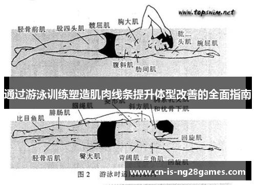 通过游泳训练塑造肌肉线条提升体型改善的全面指南 通过游泳训练塑造肌肉线条提升体型改善的全面指南